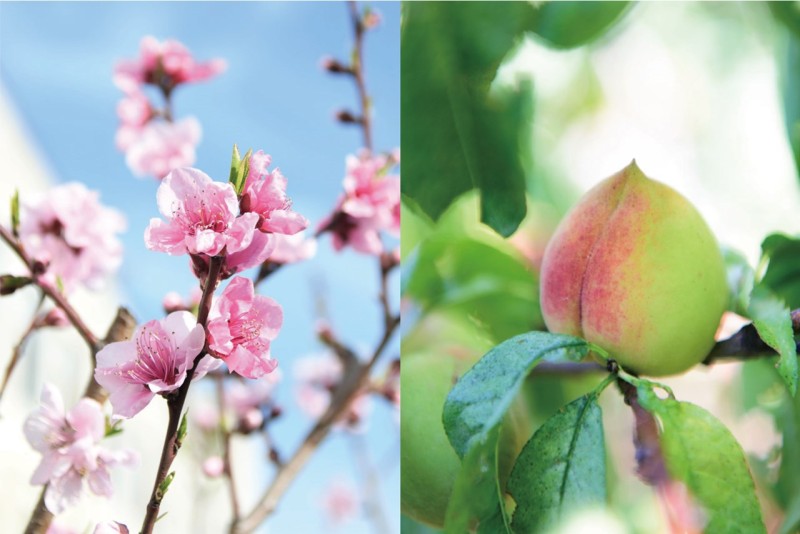 まいど7号(X応援企画第4弾プレゼント付き)